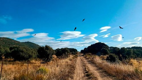 Atacuri repetate ale vulturilor la ferme zootehnice din Salamanca, Spania/ Păsările sunt flămânde și au devenit agresive, susțin fermierii