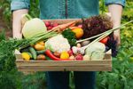 6 legume care cresc rapid în mai puțin de 60 de zile / Ce poți planta în septembrie pentru o ultimă recoltă de toamnă