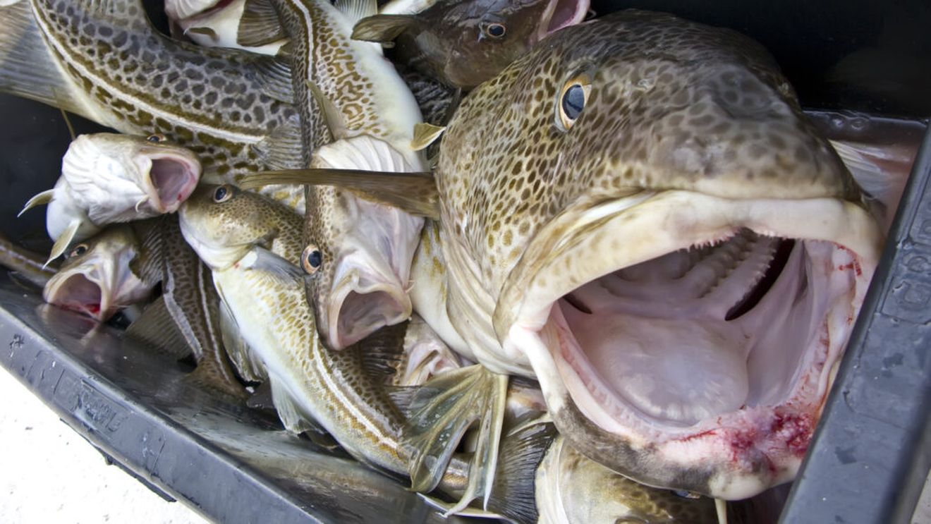 Avertisment pentru consumatori: codul pescuit în Marea Britanie trebuie evitat complet / Populațiile au ajuns la un nivel critic, iar organizațiile de mediu cer oprirea consumului și măsuri urgente