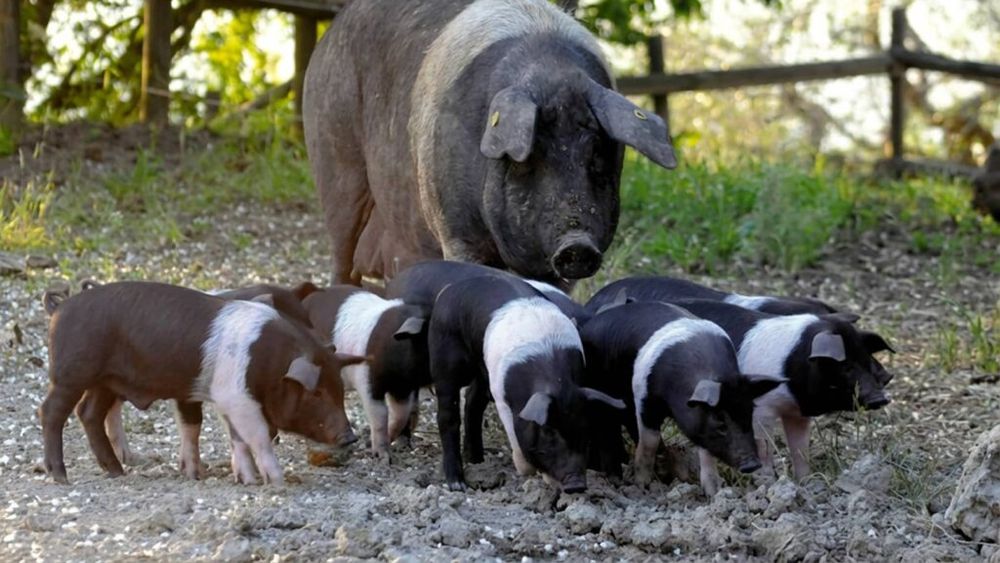 Doar 3.000 de exemplare au mai rămas. Rasa de porci cinta senese, varianta italiană a mangaliței, la un pas de dispariție din cauza pestei porcine