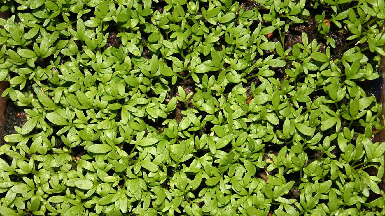 Cresonul, leguma care nu poate fi consumată decât proaspătă