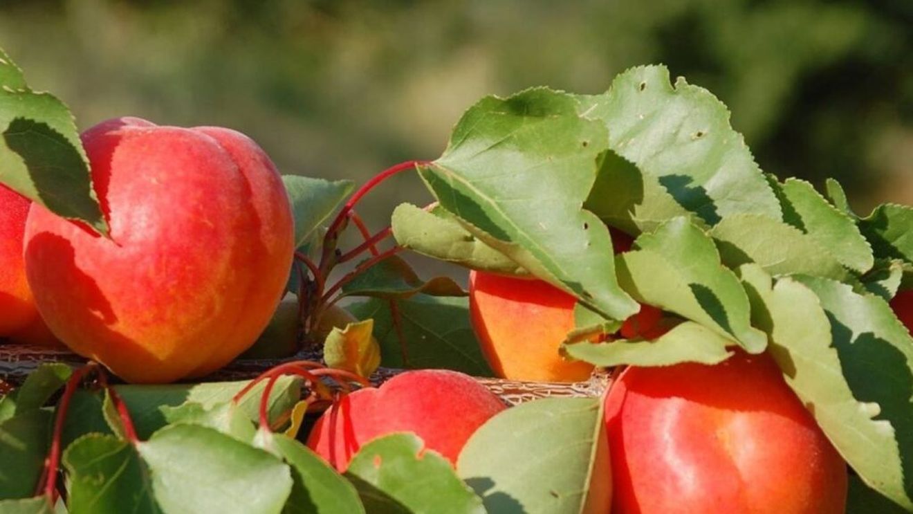 Caisele dulci din Ținutul Baronilor francezi au căpătat protecție la Bruxelles/România nu are înscris niciun soi de fructe