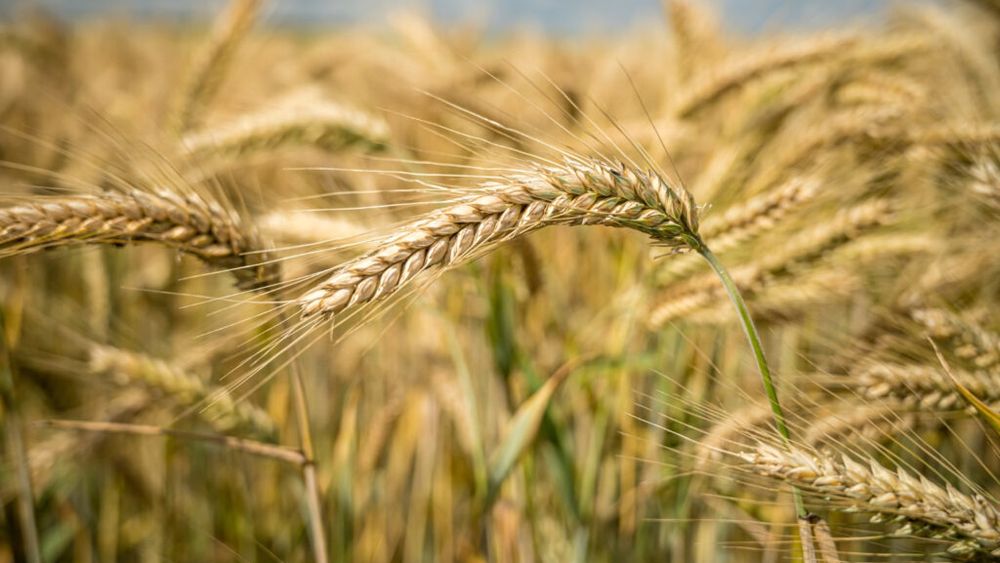 Egiptul vrea să își crească producția internă de grâu până la 5 milioane de tone / Extinderea suprafețelor, semințe mai bune și modernizarea irigațiilor sunt mizele noului plan