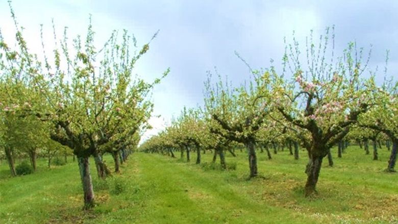 Un fermier din Arad introduce adopția pomilor fructiferi: abonament anual pentru propriul măr sau cireș