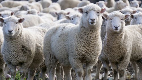 Botănoiu (Asociația Fermierilor din România): Avem printre cele mai mari efective de oi din UE, dar românii preferă carnea de porc şi de pasăre