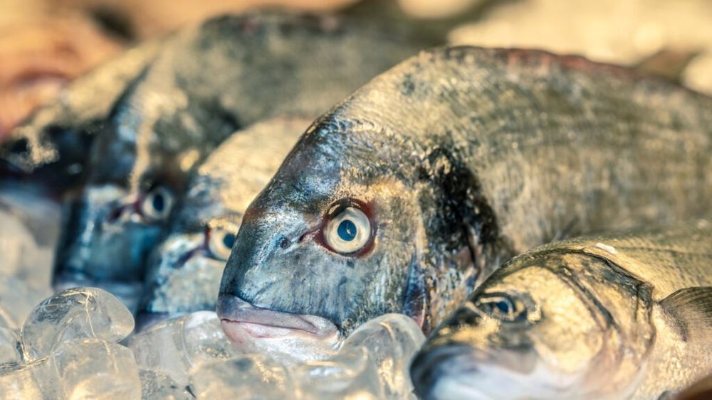 Consumatorii de carne de peşte din Grecia ar trebui să consume în special specii invazive, pentru a contribui la limitarea răspândirii acestora, care ameninţă fauna marină locală