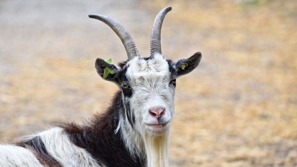 Eurostat: Efectivele de animale din Uniunea Europeană au scăzut în 2023 / Cel mai mare declin, consemnat la caprine