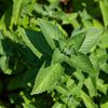 Menta cu aromă de ciocolată, vanilie și cuișoare, cultivată la Buzău. Cercetătorii văd un potențial pentru o nouă cultură de nișă: „E o premieră”