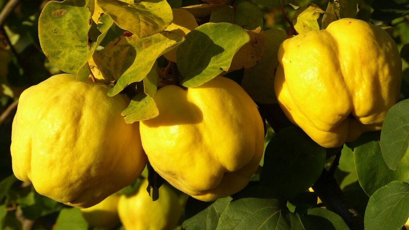 Gutuia: Cojile sunt folosite pentru aromarea ceaiului verde / Semințele și pulpa gutuii ajută la tratarea problemelor digestive și respiratorii / Gutuia a stat la baza primei marmelade din lume