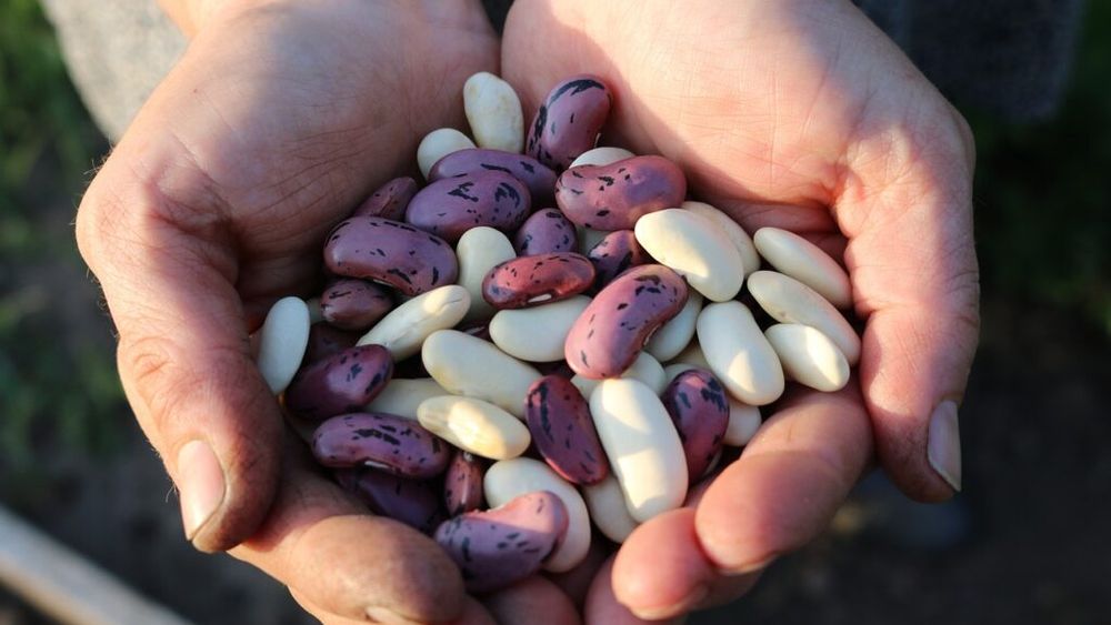 Cum să gătești fasolea sau anghinarea ca să nu-ți producă gaze/Metoda simplă care te va salva din situații neplăcute
