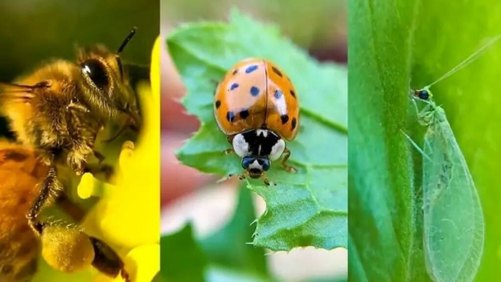 Bondari și alte insecte în loc de produse chimice, în culturile de roșii și ardei din județul Botoșani