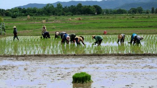 Proiect de agricultură sustenabilă pentru cultivarea orezului în Vietnam / Beneo și ONG-uri internaționale reduc impactul asupra climei / Peste 1.000 de fermieri vietnamezi din Delta Mekong vor fi instruiți în tehnici agricole ecologice