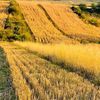 DOCUMENT | Liniile directoare pentru sectorul agriculturii în Programul de Guvernare PNL-USR-UDMR: sprijin pentru fermieri, produse românești pe masă și dezvoltare rurală