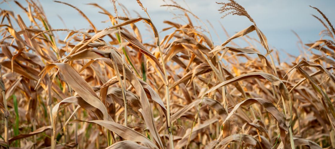 Temperaturi de până la 41°C în zonele agricole. ANM avertizează că plantele neirigate vor începe să se ofilească și să se usuce prematur