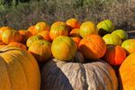 De Halloween, revine Halloweena, mandarina dovleac!/  Fructul cultivat în Spania ajunge în 5 țări