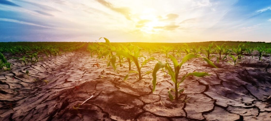 Secetă pedologică și temperaturi de până la 37°C. Cum afectează vremea lucrările agricole și recoltarea în perioada 28 august – 3 septembrie (agrometeo)