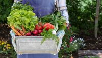 Tot mai mulți români caută produse „proaspăt recoltate” / Ridichile și verdețurile locale, printre cele mai cumpărate alimente ale sezonului