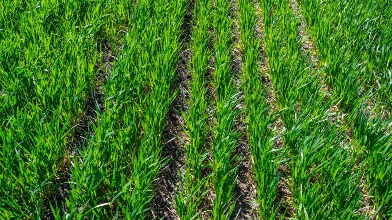 Valoarea producţiei ramurii agricole a scăzut în anul 2024 cu 4,3% comparativ cu anul precedent, la 100,544 miliarde lei, conform INS