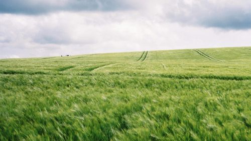 Culturi verzi semănate mai devreme și reguli mai stricte din 2025 / APIA anunță noi cerințe pentru Pachetul 4 „Culturi verzi”