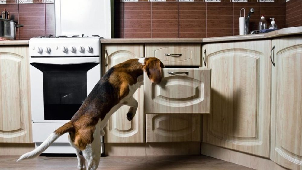 Aragaze rechemate de LG după ce au ucis animale de companie. Ce model reprezintă un pericol pentru câini