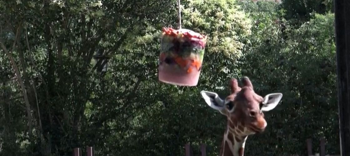 Înghețată pentru animalele de la zoo din Italia / Cum sunt protejate girafele, focile și hipopotamii din Roma în timpul caniculei