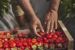 Fructele de sezon care pot deveni din sănătoase extrem de periculoase/ Specialist în longevitate: Te pot îmbolnăvi grav