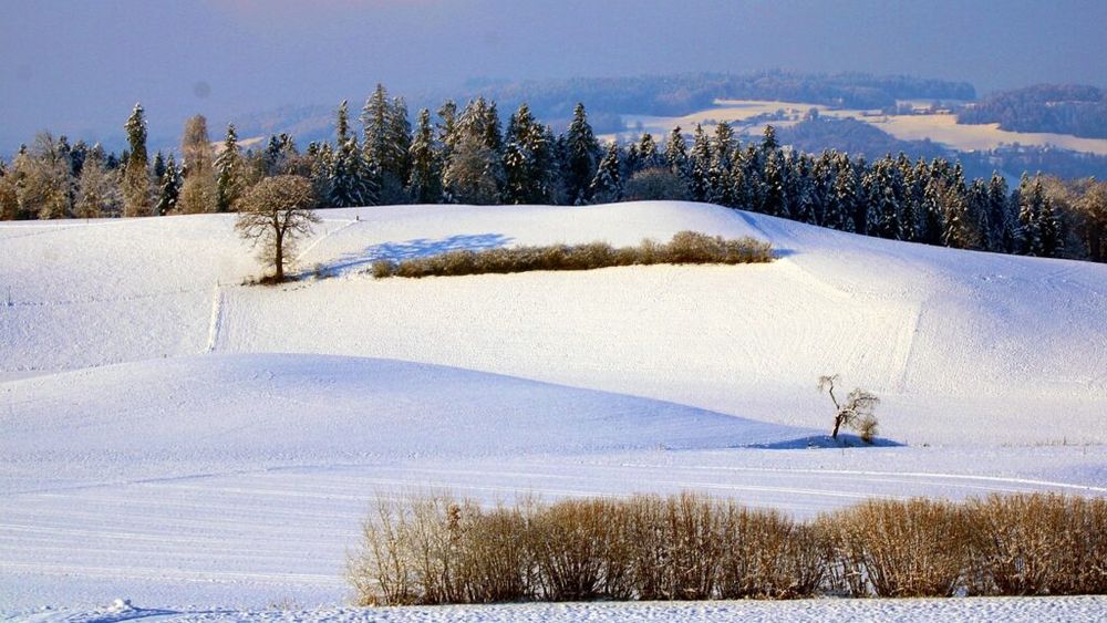 Câtă zăpadă este necesară pentru protejarea culturilor de toamnă / Ce temperaturi pot suporta cerealele și rapița