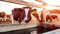 Câtă apă au nevoie animalele pe caniculă și ce trebuie să facă proprietarii când temperaturile cresc. ANSVSA: Vacile pot consuma peste 50 de litri pe zi