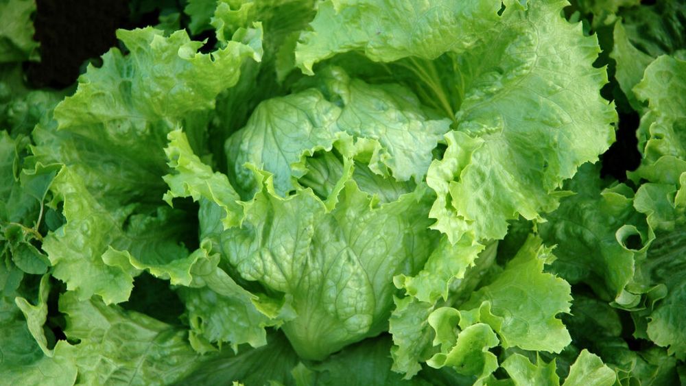 Primele decese asociate focarului de ciclosporiază din SUA. Peste 18.000 de cazuri sunt investigate, iar o salată iceberg a fost retrasă de pe piață