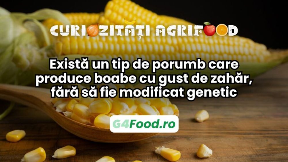 Curiozitate agri-food: Există un tip de porumb care produce boabe cu gust de zahăr, fără să fie modificat genetic