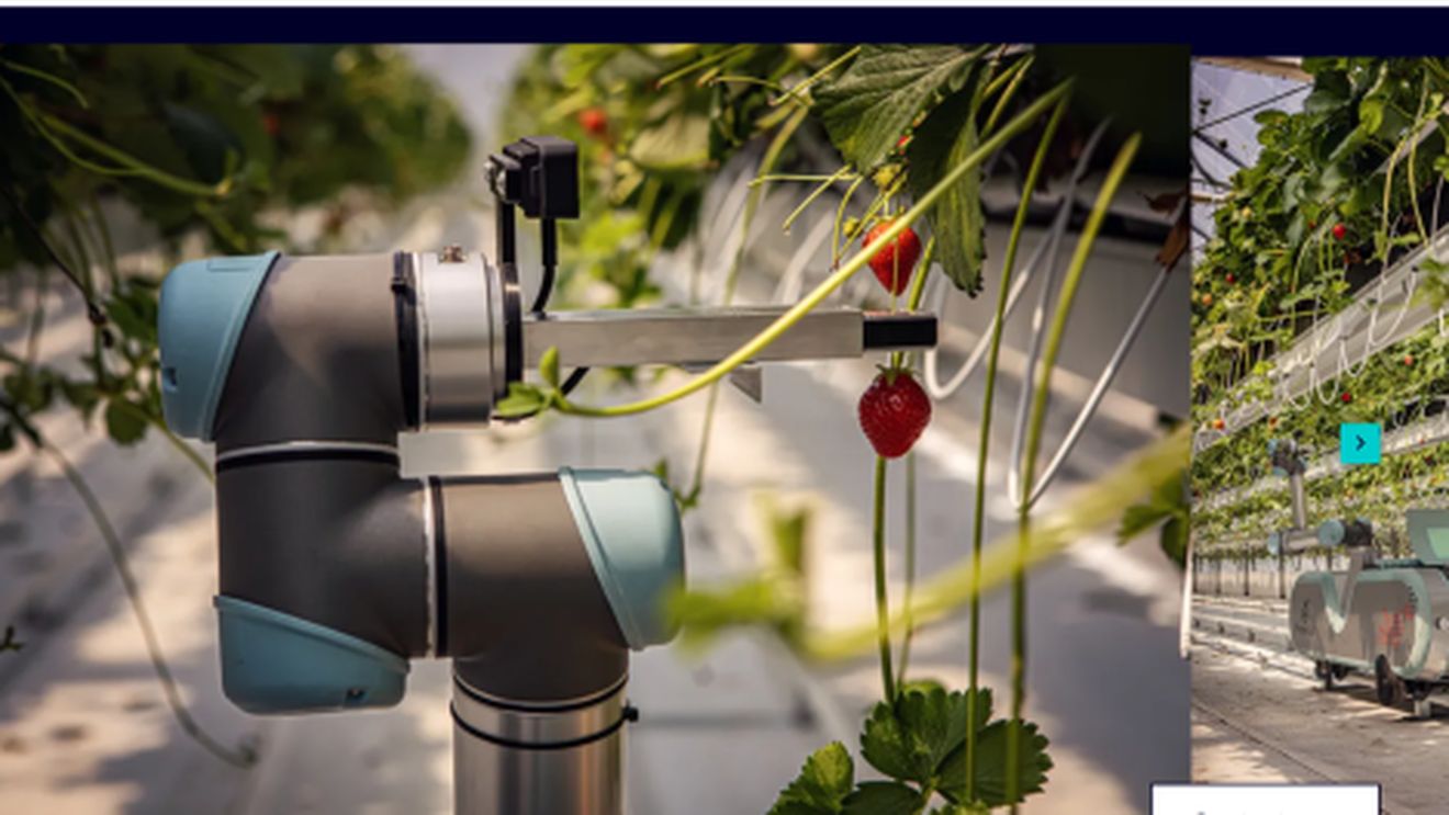 AGRICULTURA VIITORULUI: un robot controlat de Inteligența Artificială, pus să recolteze căpșune într-o fermă din Cehia