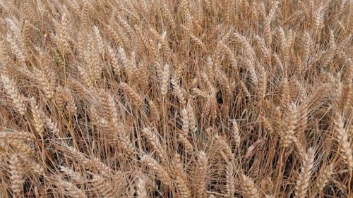 Rusia rămâne cel mai mare furnizor de fertilizanți chimici pentru agricultura europeană, dar cantitatea importată a scăzut la jumătate față de perioada dinaintea invadării Ucrainei