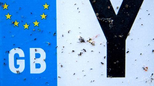 STUDIU: Numărul de insecte moarte de pe plăcuțele de înmatriculare din Kent a scăzut cu 89% în 20 de ani / Rezultatele, „teribil de alarmante”