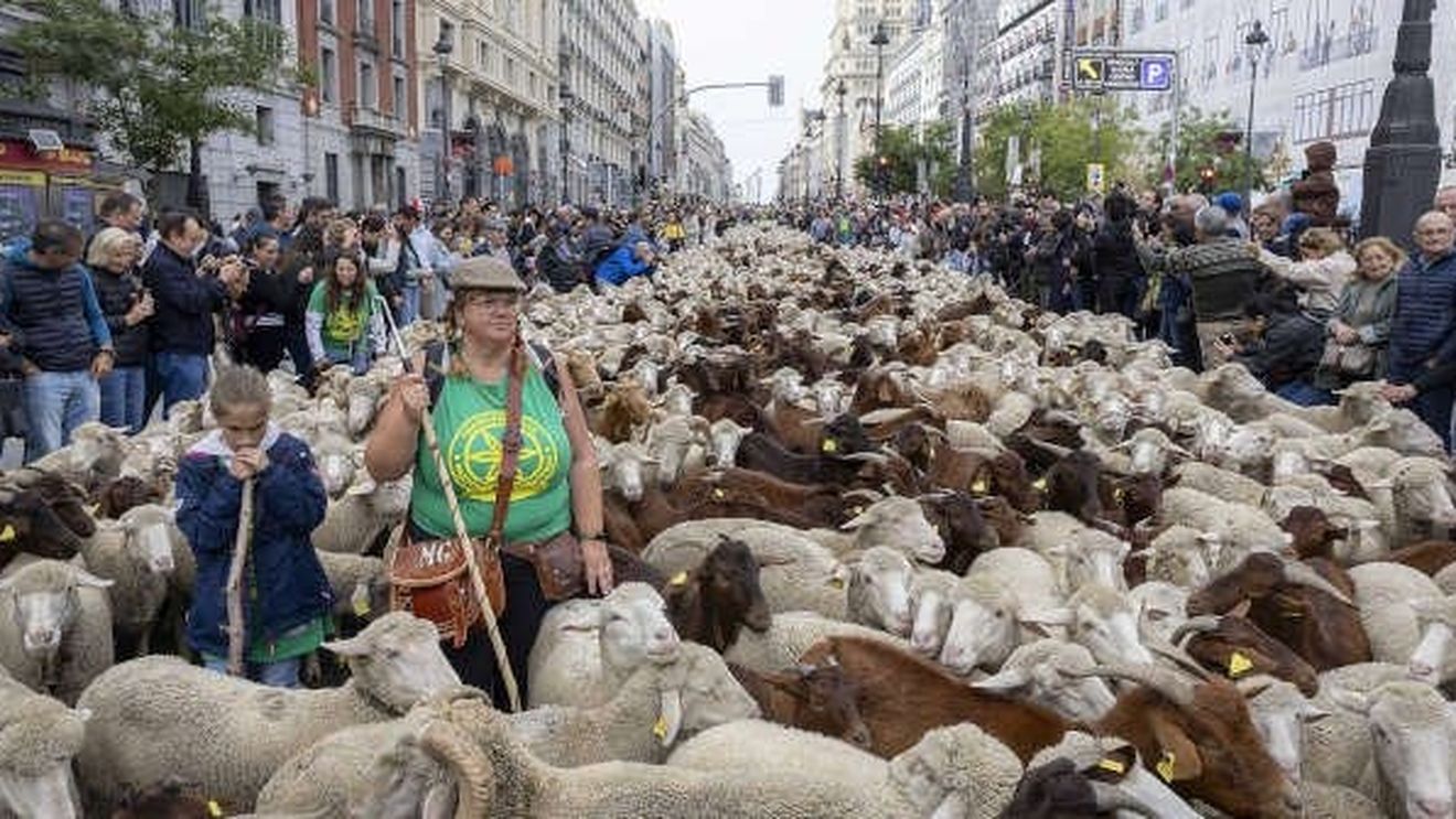 Diverse evenimente, inclusiv Festivalul Transhumanței din Madrid, suspendate datorită bolii limbii albastre la rumegătoare/ Afecțiunea are o mortalitate ridicată în rândul animalelor infectate