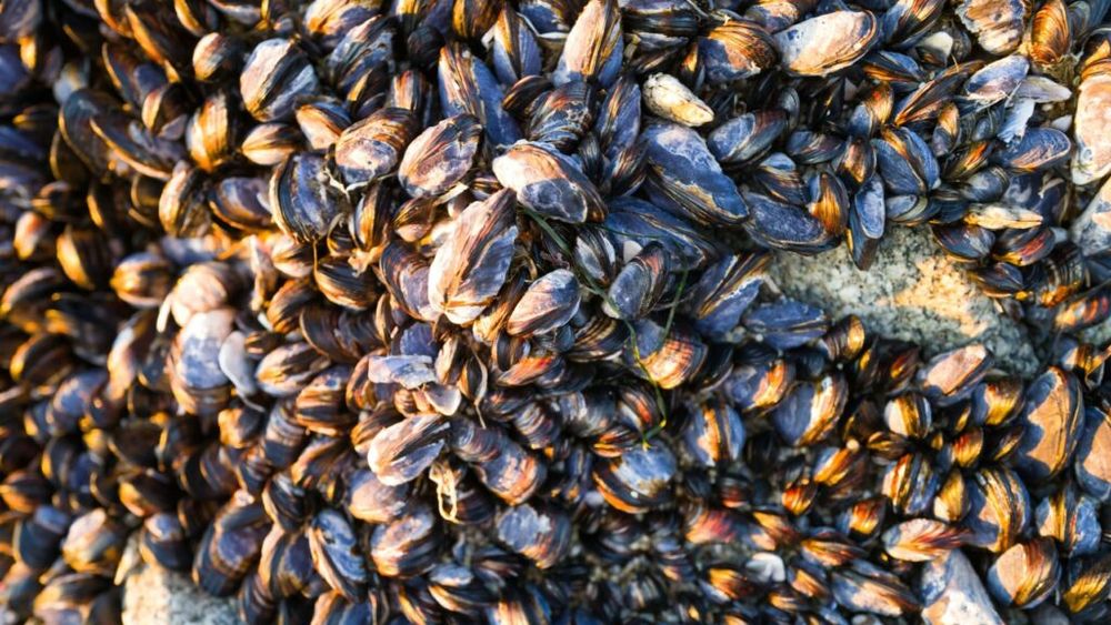 Midiile au invadat lacurile elvețiene. Acoperă plasele de pescuit, amenință viața sălbatică și înfundă conductele subacvatice