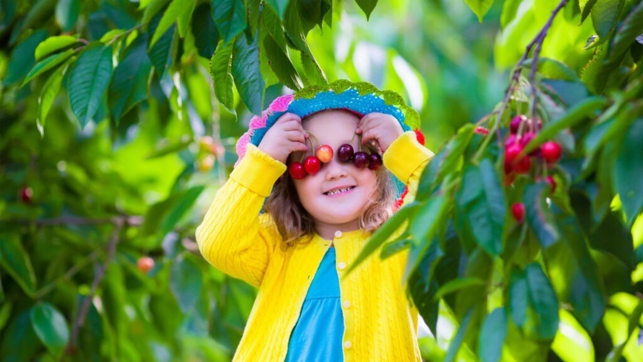 Festivalul Cireșelor revine la București, în weekendul 13 - 15 iunie, în Parcul Izvor / Vizitatorii sunt așteptați cu dulceață, cheesecake, cireșe „la preț de fructe” și preparate inspirate din gustul dulce-acrișor al verii