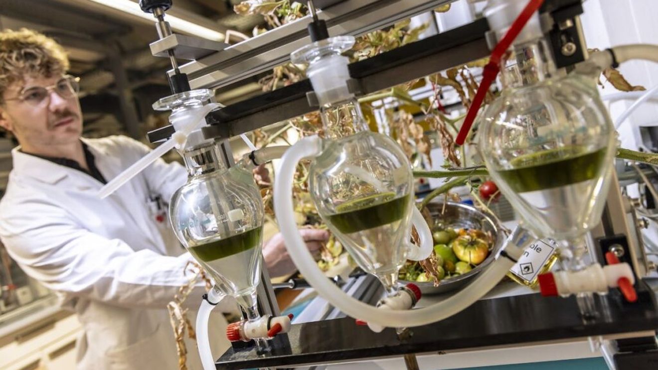 Combustibil din resturile de roșii din industrie. Deșeurile rezultate din procesare ar putea deveni o nouă resursă strategică pentru viitorul aviației