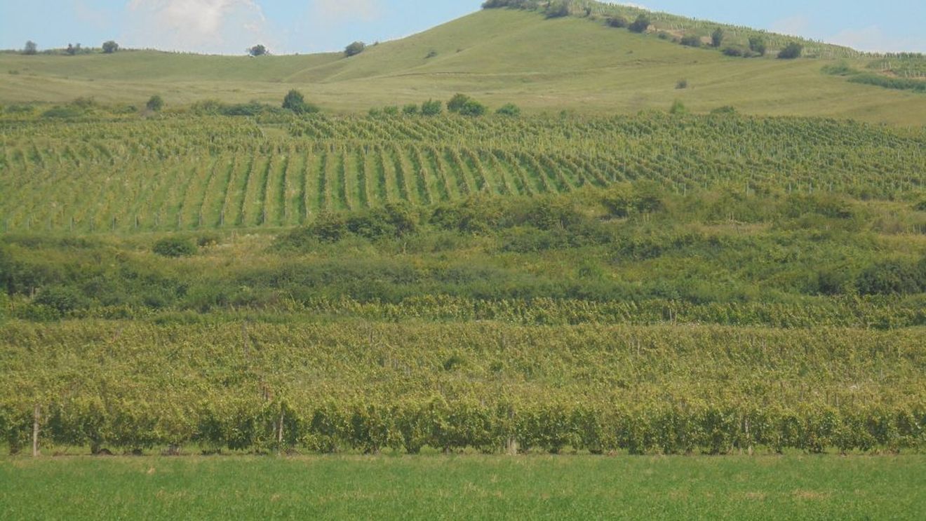 Doi frați și fiul unuia dintre ei au pus pe picioare, în Ciumbrud, județul Alba, una dintre cele mai active afaceri viti-vinicole din Transilvania