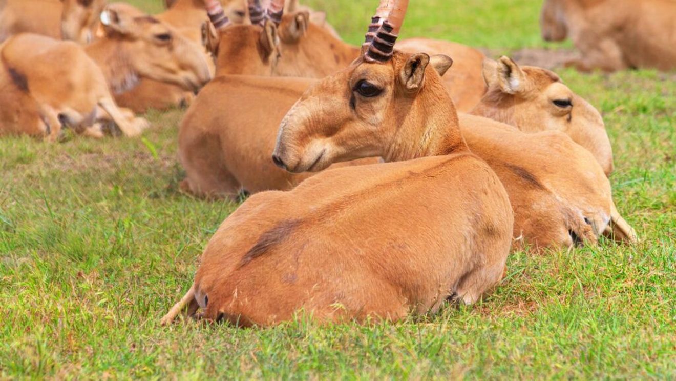Fermierii ruşi i-au cerut lui Putin să îi ajute să faţă faţă unei invazii de antilope saiga/ Animalele au migrat din Kazahstan