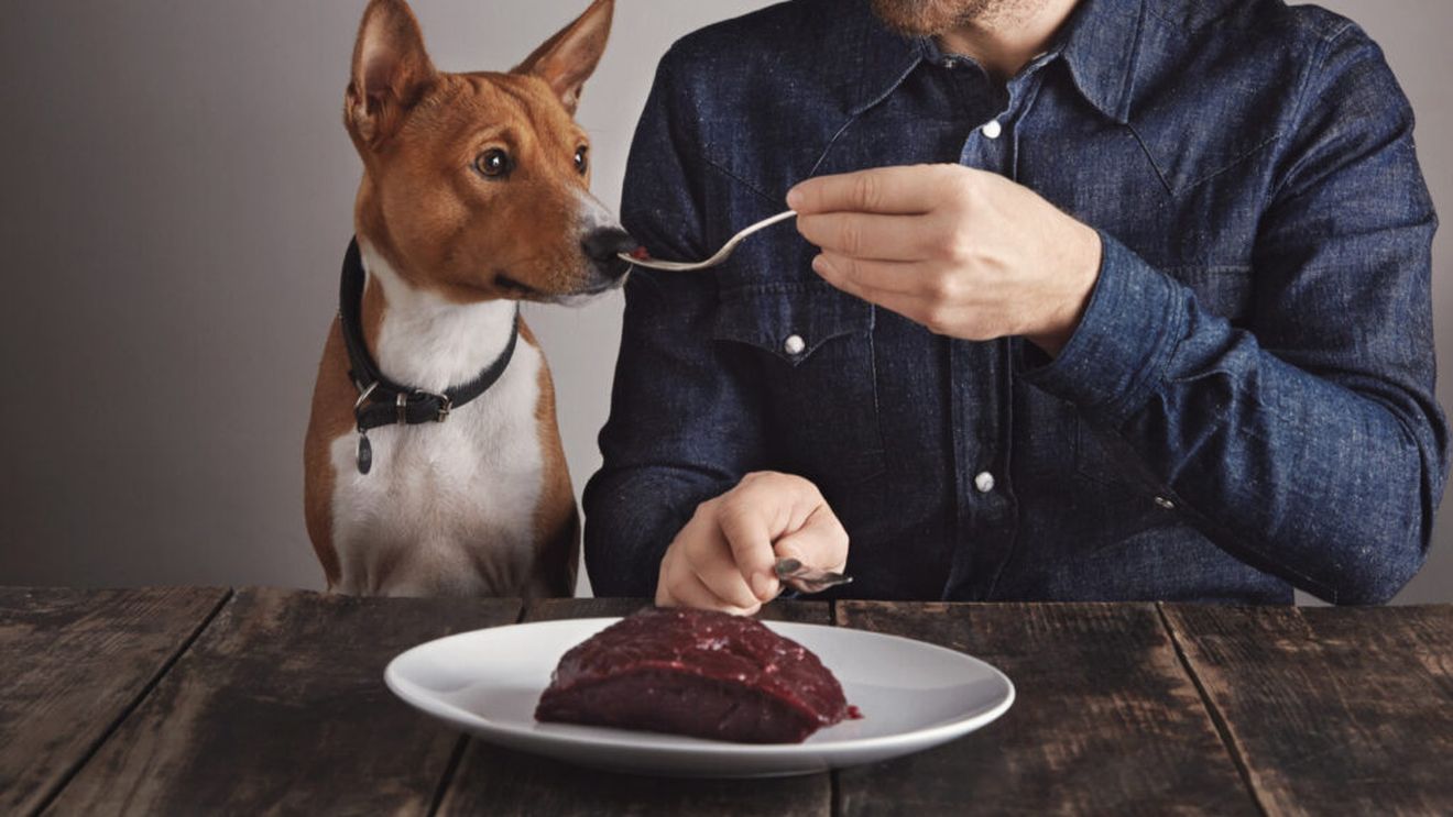 Riscurile dietei cu carne crudă la câini: Ce spun specialiștii