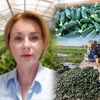 Criză pentru legumicultori: Castraveții au ajuns la 50 de bani kilogramul, iar fermierii spun că nu își mai acoperă nici costurile cu zilierii / „Nu mai punem munca noastră, taxa la intrare în en-gros, motorina, fertilizanții, tratamentele”