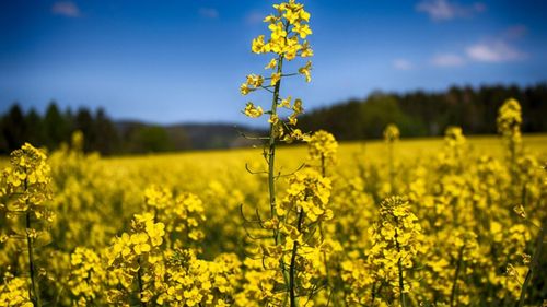 România domină exportul de rapiță, șrot de rapiță și șrot de floarea soarelui, dar înregistrează scăderi cantitative la primele două categorii