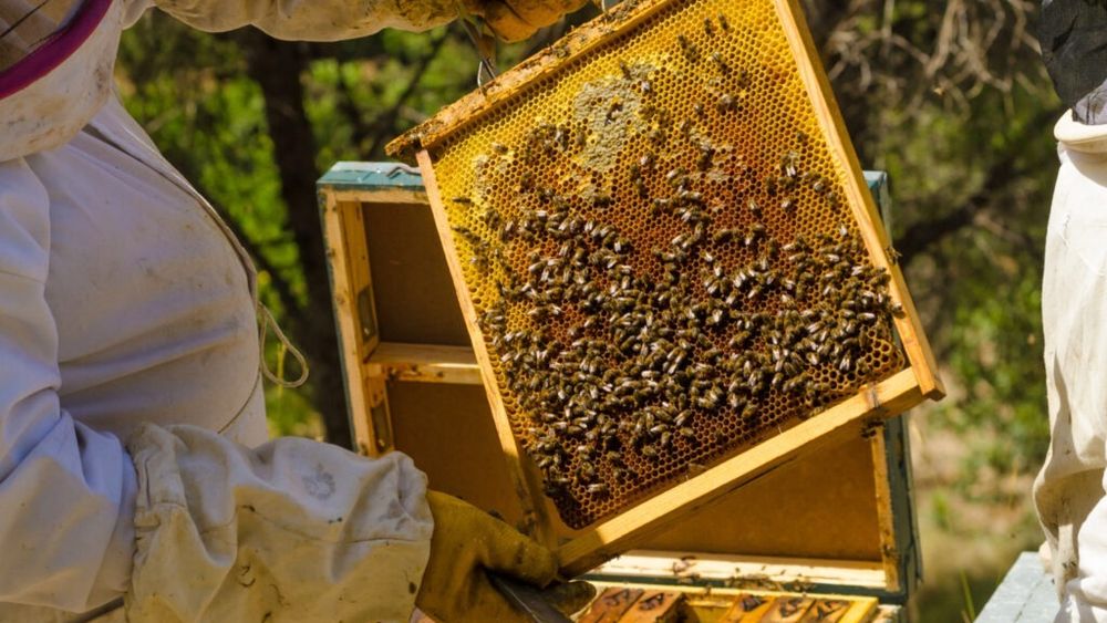 Producţia de miere a scăzut drastic din cauza temperaturilor excesive / Apicultorii solicită sprijin financiar de 10 euro/familia de albine / Reprezentant asociație: Astăzi se importă cu 6-7 lei kg de miere, iar pe noi ne costă undeva la 12-13 lei kg