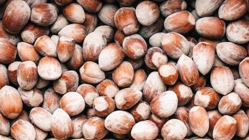 Un crescător de vaci din județul Cluj s-a apucat să cultive aluni; e aceasta o cultură profitabilă?