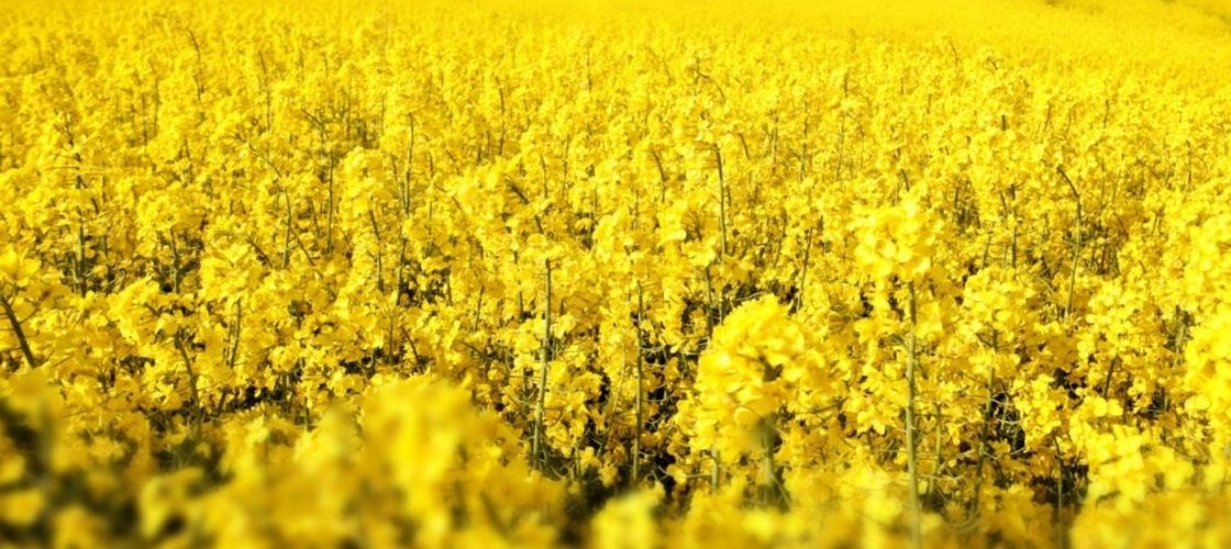 În vestul României se așteaptă recolte maxime la rapiță, pe fondul unor condiții mai bune decât în alte regiuni / La nivel național, piața rămâne prudentă din cauza riscurilor fitosanitare și a variațiilor din câmp