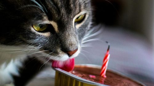 Un nou studiu arată un grad de acceptare crescut pentru alimentele pe bază de insecte pentru animale de companie