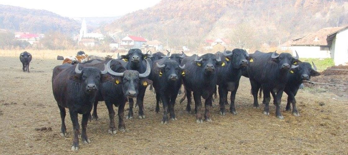 Bivolii se luptă să redevină o prezență obișnuită în fermele românești / Câte exemplare sunt în prezent în România / Călin Zanc (președinte asociație): „Din păcate, nu suntem ascultați cât ar trebui!”