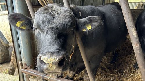 INS: Numărul bovinelor din România a urcat la 1,847 milioane de capete, la 1 iunie 2025