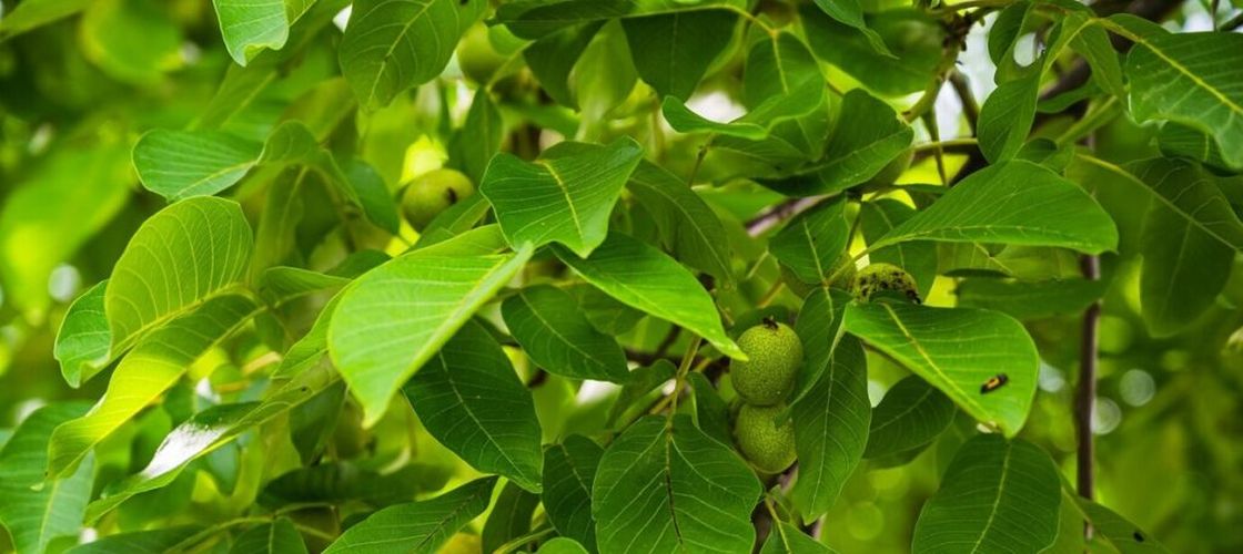 De ce ai nevoie de autorizație pentru a tăia un nuc / Cei care nu respectă legea riscă amenzi de până la 10.000 de lei