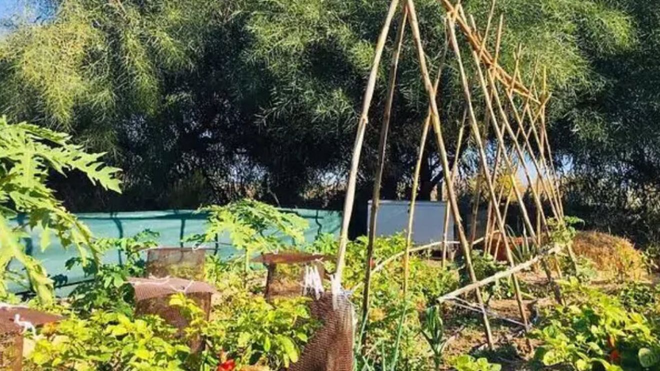 Agricultura urbană: o nouă tendință în ultimii ani/ Marile orașe propun soluții de grădini și ferme urbane atât prin inițiative comunitare, cât și la nivelul start-up-urilor private